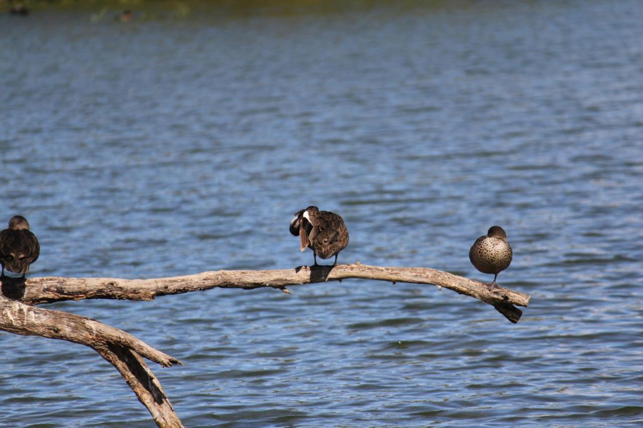 Sandpipers @ Millicent Exterior foto